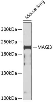 Western Blot: MAGI3 Antibody [NBP3-04406] - Analysis of extracts of mouse lung, using MAGI3 antibody at 1:1000 dilution. Secondary antibody: HRP Goat Anti-Rabbit IgG (H+L) at 1:10000 dilution. Lysates/proteins: 25ug per lane. Blocking buffer: 3% nonfat dry milk in TBST. Detection: ECL Basic Kit .