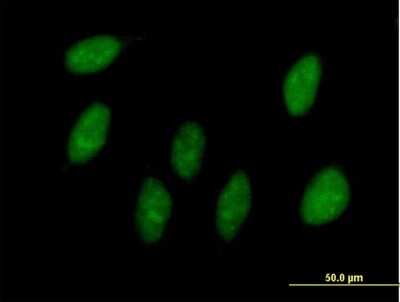 Immunocytochemistry/Immunofluorescence: MAGOH Antibody [H00004116-B01P] - Analysis of purified antibody to MAGOH on HeLa cell. (antibody concentration 10 ug/ml)