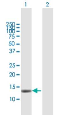 Western Blot: MAGOH Antibody [H00004116-B01P] - Analysis of MAGOH expression in transfected 293T cell line by MAGOH polyclonal antibody.  Lane 1: MAGOH transfected lysate(16.06 KDa). Lane 2: Non-transfected lysate.