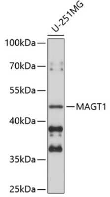 Western Blot MAGT1 Antibody - BSA Free