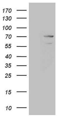 Western Blot MAK Antibody (OTI5A7) - Azide and BSA Free