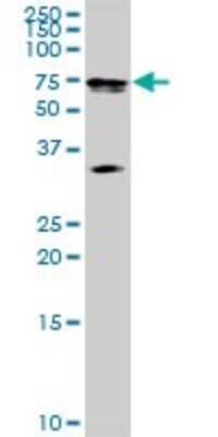 Western Blot: MAK Antibody [H00004117-D01P] - Analysis of MAK expression in mouse brain.