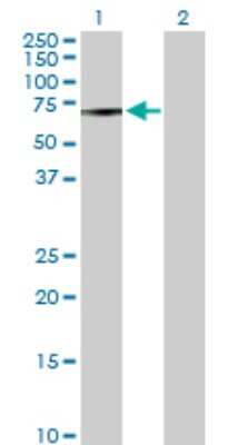 Western Blot: MAK Antibody [H00004117-D01P] - Analysis of MAK expression in transfected 293T cell line by MAK polyclonal antibody.Lane 1: MAK transfected lysate(52.60 KDa).Lane 2: Non-transfected lysate.