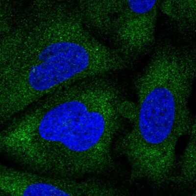 Immunocytochemistry/ Immunofluorescence MAK3 Antibody - BSA Free