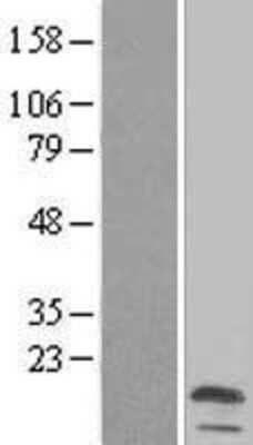 Western Blot MALL Overexpression Lysate