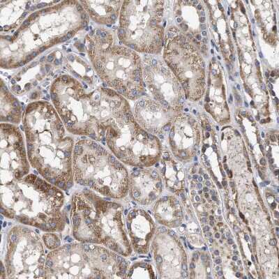 Immunohistochemistry-Paraffin: MALSU1 Antibody [NBP1-86026] - Staining of human kidney shows strong granular cytoplasmic positivity in cells in tubules.