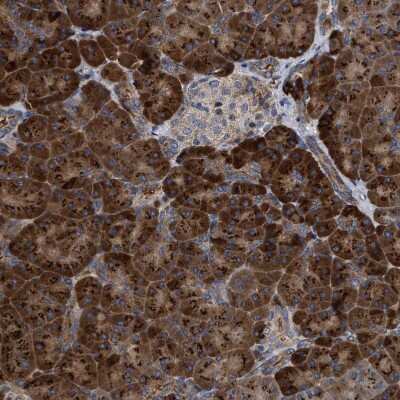 Immunohistochemistry-Paraffin: MALSU1 Antibody [NBP1-86026] - Staining of human pancreas shows strong granular cytoplasmic positivity in exocrine glandular cells.