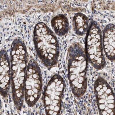 Immunohistochemistry-Paraffin: MALSU1 Antibody [NBP1-86026] - Staining of human rectum shows strong granular cytoplasmic positivity in glandular cells.