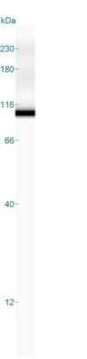 Simple Western: MALT1 Antibody (MT1/410) - Azide and BSA Free [NBP2-33054] - Simple Western lane view shows a specific band for MALT1 in 0.2 mg/ml of HeLa lysate(s). This experiment was performed under reducing conditions using the 12-230 kDa separation system.