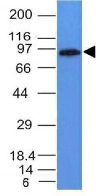 Western Blot: MALT1 Antibody (MT1/410) - Azide and BSA Free [NBP2-33054] - Western Blot Analysis of Daudi cell Lysate using MALT1 Monoclonal Antibody (MT1/410)