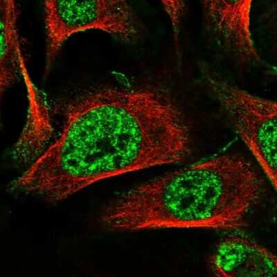 Immunocytochemistry/Immunofluorescence: MAMDC2 Antibody [NBP1-81169] - Staining of human cell line U-2 OS shows localization to nuclear speckles & plasma membrane. Antibody staining is shown in green.