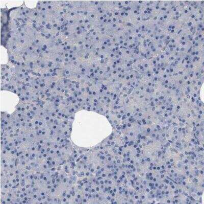 Immunohistochemistry-Paraffin: MAMDC2 Antibody [NBP1-81169] - Staining of human pancreas shows no positivity in exocrine glandular cells as expected.