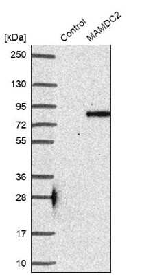 Western Blot: MAMDC2 Antibody [NBP1-81169] - Analysis in control (vector only transfected HEK293T lysate) and MAMDC2 over-expression lysate (Co-expressed with a C-terminal myc-DDK tag (3.1 kDa) in mammalian HEK293T cells.