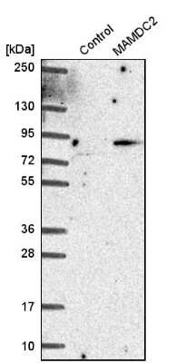 Western Blot: MAMDC2 Antibody [NBP1-81170] - Analysis in control (vector only transfected HEK293T lysate) and MAMDC2 over-expression lysate (Co-expressed with a C-terminal myc-DDK tag (3.1 kDa) in mammalian HEK293T cells).