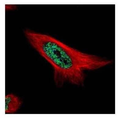 Immunocytochemistry/Immunofluorescence: MAML1 Antibody [NBP1-33638] - Paraformaldehyde-fixed HeLa, using MAML1 antibody (Green) at 1:500 dilution. Alpha-tubulin filaments were labeled with an alpha Tubulin antibody (Red) at 1:2500.