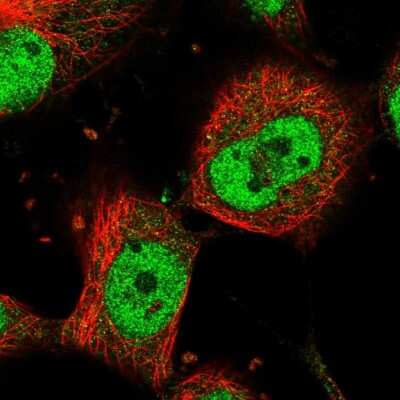 Immunocytochemistry/Immunofluorescence: MAML1 Antibody [NBP1-83025] - Immunofluorescent staining of human cell line U-251 MG shows localization to nucleoplasm.