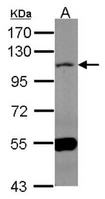 Western Blot: MAML1 Antibody [NBP1-33638] - Sample (50 ug of whole cell lysate) A: mouse heart 7. 5% SDS PAGE; antibody diluted at 1:1000.