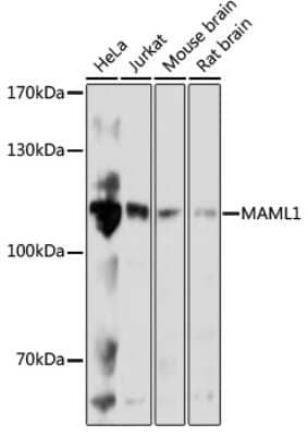 Western Blot: MAML1 Antibody [NBP3-04649] - Analysis of extracts of various cell lines, using MAML1 antibody at 1:1000 dilution. Secondary antibody: HRP Goat Anti-Rabbit IgG (H+L) at 1:10000 dilution. Lysates/proteins: 25ug per lane. Blocking buffer: 3% nonfat dry milk in TBST. Detection: ECL Basic Kit.