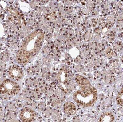 Immunohistochemistry-Paraffin: MAML2 Antibody [NBP1-82891] - Staining of human salivary gland shows strong nuclear positivity in glandular cells.