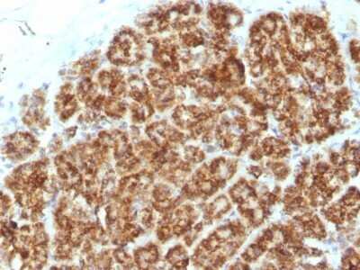 Immunohistochemistry-Paraffin: MAML2 Antibody (MAML2/1302) - Azide and BSA Free [NBP2-54588] - Formalin-fixed, paraffin-embedded Human Pancreas stained with MAML2 Monoclonal Antibody (MAML2/1302).