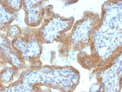 Immunohistochemistry-Paraffin: MAML2 Antibody (MAML2/1302) - Azide and BSA Free [NBP2-54588] - Formalin-fixed, paraffin-embedded Human Placenta stained with MAML2 Monoclonal Antibody (MAML2/1302).