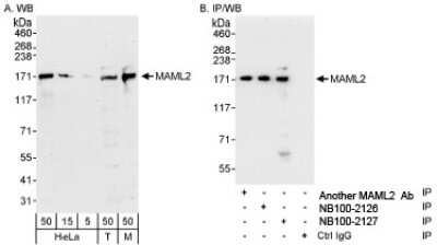 Western Blot: MAML2 Antibody [NB100-2127] - Detection of Human and Mouse MAML2 on HeLa whole cell lysate using NB100-2127. MAML2 was also immunoprecipitated by another rabbit anti-MAML2 antibodies and NB100-2126.