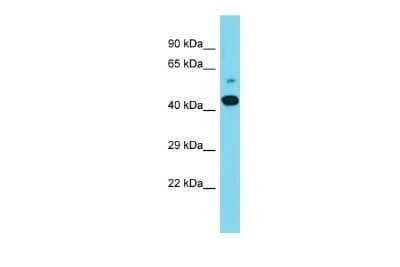 Western Blot: MAML2 Antibody [NBP3-10452] - Western blot analysis of MAML2 in Mouse Stomach lysates. Antibody dilution at 1.0ug/ml