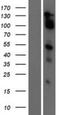 Western Blot: MAML2 Overexpression Lysate (Adult Normal) [NBP2-06024] Left-Empty vector transfected control cell lysate (HEK293 cell lysate); Right -Over-expression Lysate for MAML2.