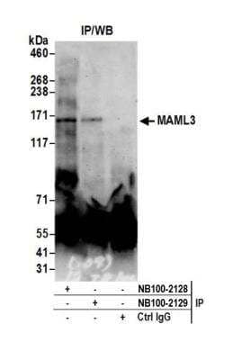 <b>Independent Antibodies Validation. </b>Immunoprecipitation: MAML3 Antibody [NB100-2128] - Detection of human MAML3 by western blot of immunoprecipitates. Samples: Whole cell lysate (0.5 or 1.0 mg per IP reaction; 20% of IP loaded) from HEK293T cells prepared using NETN lysis buffer. Antibodies: Affinity purified rabbit anti-MAML3 antibody NB100-2128 used for IP at 6 ug per reaction. MAML3 was also immunoprecipitated by rabbit anti-MAML3 antibody NB100-2129. For blotting immunoprecipitated MAML3, NB100-2128 was used at 1 ug/ml. Detection: Chemiluminescence with an exposure time of 3 minutes.