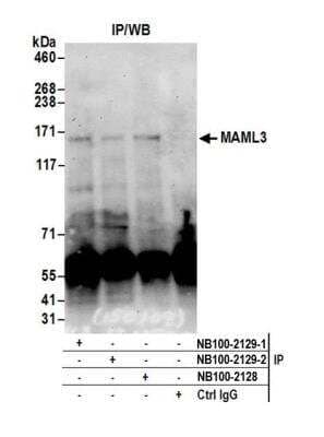 Immunoprecipitation: MAML3 Antibody [NB100-2129] - Detection of human MAML3 by western blot of immunoprecipitates. Samples: Whole cell lysate (0.5 or 1.0 mg per IP reaction; 20% of IP loaded) from HEK293T cells prepared using NETN lysis buffer. Antibodies: Affinity purified rabbit anti-MAML3 antibody NB100-2129 (lot NB100-2129-2) used for IP at 6 ug per reaction. MAML3 was also immunoprecipitated by a previous lot of this antibody (lot NB100-2129-1) and rabbit anti-MAML3 antibody NB100-2128 For blotting immunoprecipitated MAML3, NB100-2129 was used at 1 ug/ml. Detection: Chemiluminescence with an exposure time of 3 minutes.