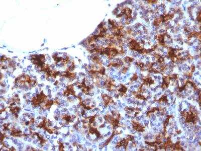 Immunohistochemistry-Paraffin: MAML3 Antibody (MAML3/1303) [NBP2-47646] - Formalin-fixed, paraffin-embedded Human Pancreas   stained with MAML3 Monoclonal Antibody (MAML3/1303).