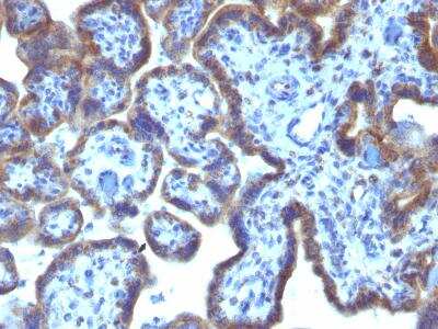Immunohistochemistry-Paraffin: MAML3 Antibody (MAML3/1303) [NBP2-47646] - Formalin-fixed, paraffin-embedded Human Placenta   stained with MAML3 Monoclonal Antibody (MAML3/1303).