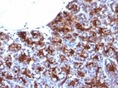 Immunohistochemistry-Paraffin: MAML3 Antibody (MAML3/1303) [NBP2-54309] - Formalin-fixed, paraffin-embedded Human Pancreas stained with MAML3 Monoclonal Antibody (MAML3/1303).