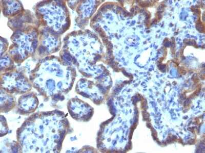 Immunohistochemistry-Paraffin: MAML3 Antibody (MAML3/1303) [NBP2-54309] - Formalin-fixed, paraffin-embedded Human Placenta stained with MAML3 Monoclonal Antibody (MAML3/1303).