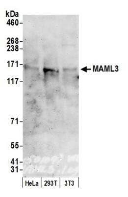 Western Blot MAML3 Antibody - BSA Free