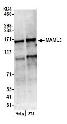 Western Blot: MAML3 Antibody [NB100-2129] - Detection of Human and Mouse MAML3 by Western Blot. Samples: Whole cell lysate (50 ug) from HeLa and mouse NIH3T3 cells prepared using NETN lysis buffer. Antibody: Affinity purified rabbit anti-MAML3 antibody NB100-2129 used for WB at 0.1 ug/ml. Detection: Chemiluminescence with an exposure time of 3 minutes.