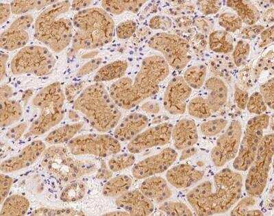 Immunohistochemistry-Paraffin: MAMLD1 Antibody [NBP3-12581] - Staining of human MAMLD1 in human kidney with rabbit polyclonal antibody at 1:300 dilution.