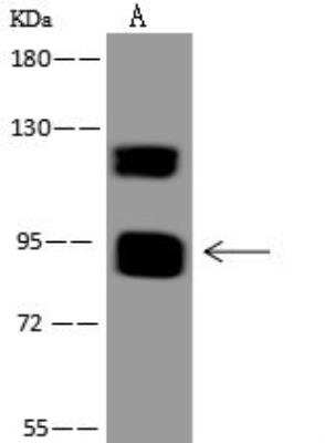 Western Blot: MAMLD1 Antibody [NBP3-12581] - Lane A: Jurkat Whole Cell LysateLysates/proteins at 30 ug per lane.SecondaryGoat Anti-Rabbit IgG (H+L)/HRP at 1/10000 dilution.Developed using the ECL technique.Performed under reducing conditions.Predicted band size:86 kDaObserved band size:95 kDa