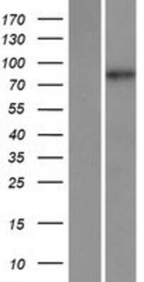 Western Blot: MAMLD1 Overexpression Lysate (Adult Normal) [NBP2-07743] Left-Empty vector transfected control cell lysate (HEK293 cell lysate); Right -Over-expression Lysate for MAMLD1.