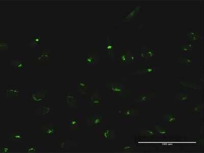 Immunocytochemistry/Immunofluorescence: MAN1A2 Antibody [H00010905-D01P] - Analysis of antibody to MAN1A2 on HeLa cell. Antibody concentration 10 ug/ml.