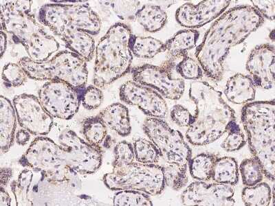 Immunohistochemistry-Paraffin: MAN1A2 Antibody [NBP2-97194] - Immunochemical staining of human MAN1A2 in human placenta with rabbit polyclonal antibody at 1:100 dilution, formalin-fixed paraffin embedded sections.