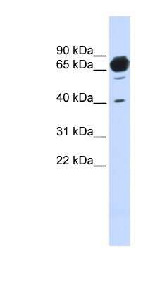 Western Blot: MAN1A2 Antibody [NBP1-60058] - Human Brain lysate, concentration 0.2-1 ug/ml.