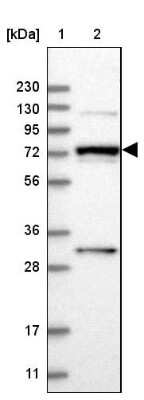 <b>Orthogonal Strategies Validation. </b>Western Blot: MAN1A2 Antibody [NBP1-82802] - Lane 1: Marker  [kDa] 230, 130, 95, 72, 56, 36, 28, 17, 11.  Lane 2: Human cell line RT-330