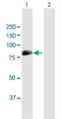 Western Blot: MAN1C1 Antibody [H00057134-B01P] - Analysis of MAN1C1 expression in transfected 293T cell line by MAN1C1 polyclonal antibody.  Lane 1: MAN1C1 transfected lysate(69.3 KDa). Lane 2: Non-transfected lysate.