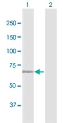 Western Blot: MAN1C1 Antibody [H00057134-D01P] - Analysis of MAN1C1 expression in transfected 293T cell line by MAN1C1 polyclonal antibody.Lane 1: MAN1C1 transfected lysate(70.90 KDa).Lane 2: Non-transfected lysate.