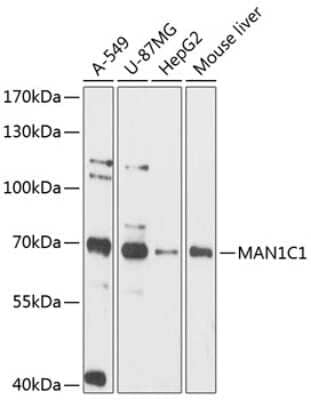 Western Blot: MAN1C1 Antibody [NBP3-05040] - Analysis of extracts of various cell lines, using MAN1C1 antibody at 1:3000 dilution. Secondary antibody: HRP Goat Anti-Rabbit IgG (H+L) at 1:10000 dilution. Lysates/proteins: 25ug per lane. Blocking buffer: 3% nonfat dry milk in TBST. Detection: ECL Basic Kit