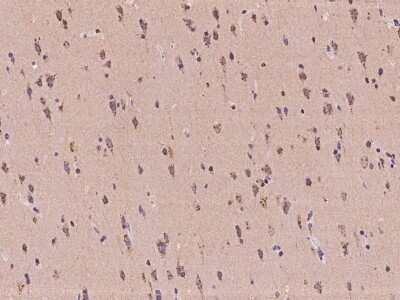 Immunohistochemistry-Paraffin: MAN2A2 Antibody [NBP2-98095] - Immunochemical staining of human MAN2A2 in human brain with rabbit polyclonal antibody at 1:100 dilution, formalin-fixed paraffin embedded sections.