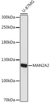 Western Blot: MAN2A2 Antibody [NBP3-15749] - Western blot analysis of extracts of U-87MG cells, using MAN2A2 antibody (NBP3-15749) at 1:1000 dilution. Secondary antibody: HRP Goat Anti-Rabbit IgG (H+L) at 1:10000 dilution. Lysates/proteins: 25ug per lane. Blocking buffer: 3% nonfat dry milk in TBST. Detection: ECL Basic Kit. Exposure time: 180s.