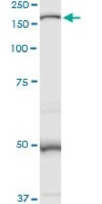 Western Blot: MAN2B1 Antibody [H00004125-D01P] - Analysis of MAN2B1 expression in HepG2.