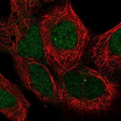 Immunocytochemistry/ Immunofluorescence MAN2C1 Antibody